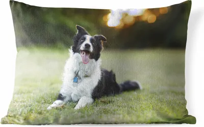 Produktbild von MuchoWow® Outdoor Kissen - Ein glücklicher Border Collie, dem die Zunge aus dem Maul hängt - 50x30 cm - Wetterfest - Lounge Kissen - Sofa kissen - Wohnzimmer Dekoration
