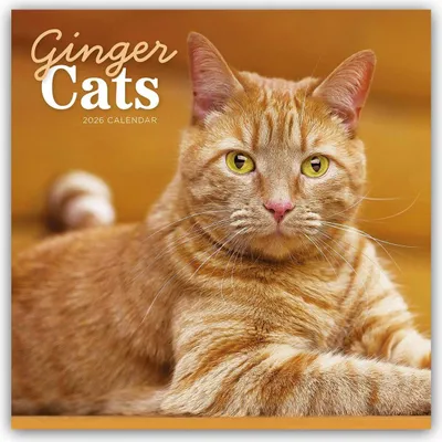 Produktbild von Carousel Calendar: Ginger Cats - Rothaarige Katzen 2026 - Wa