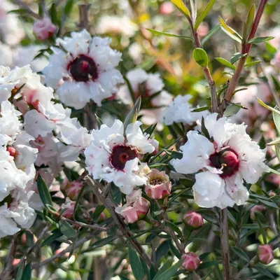 Obrázok produktu pre Sada 4 rastlín Manuka – Leptospermum scoparium „Snow Flurry“ – biele kvety – 9 cm kvetináč