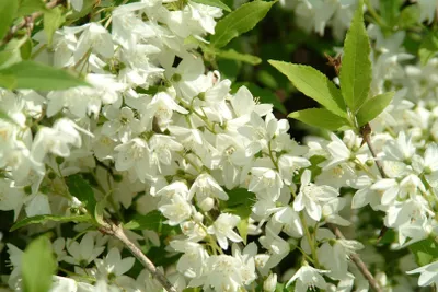 Zdjęcie produktu dla Philadelphus 'Manteau d'Hermine', jaśmin pachnący, biały, 60-80 cm