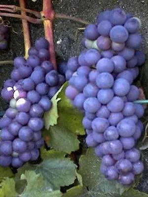 Image de Vitis vinifera 'Boskoop Glory' - Raisin 'Boskoop Glory' | 50-60 cm en pot