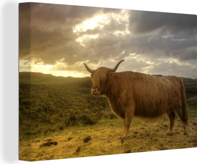 Produktbild von OneMillionCanvasses® - Leinwandbilder - 140x90 cm, Schottische Hochlandrind - Landschaft, Wandbilder Kunstdruck Wanddekoration