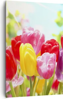 Produktbild von Bild auf Leinwand - Leinwandbild - Einteilig - Tulpe Blume Garten Plantage - 80x120cm - Wand Bild - Wanddeko - Wandbilder - Leinwanddruck - Wanddekoration - Leinwand bilder - Wandbild - PA80x120-2466