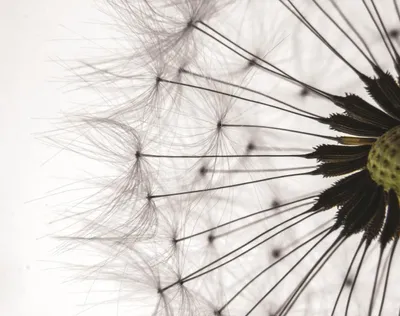 Produktbild von Fototapete Vlies 1023 VEXXXL Pusteblume II 4-tlg. 416 x 254 cm