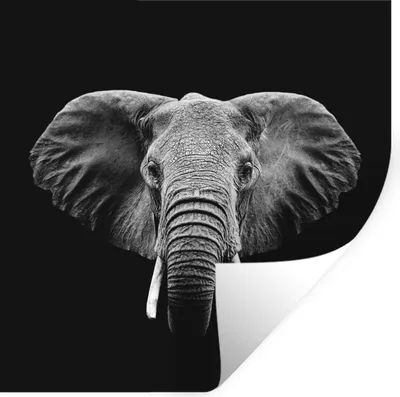 Produktbild von MuchoWow® Wandtattoo Wandsticker Wandaufkleber Elefant - Tiere - Schwarz - Weiß 50x50 cm Selbstklebend und Repositionierbar - Selbstklebend - Fototapeten