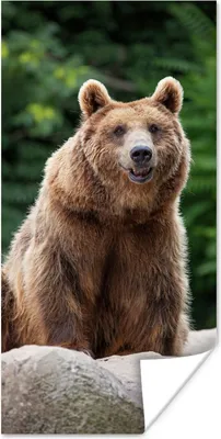 Produktbild von MuchoWow® Poster Wald - Bär - Steine 20x40 cm - Plakat - Foto