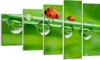 Produktbild von Bild auf Leinwand - Leinwandbild - Marienkäfer Wasser Grün Umwelt - 100x60cm - Wand Bild - Wanddeko - Leinwanddruck - Bilder - Kunstdruck - Wanddekoration - Leinwand bilder - Wandkunst - EG100x60-2661