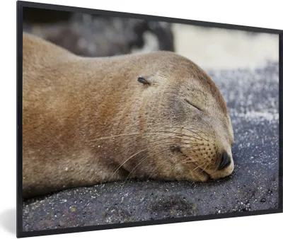 Produktbild von MuchoWow® MuchoWow® Gerahmtes Poster Nahaufnahme - Tiere - Steine 90x60 cm - Poster mit zchwarzem Bilderrahmen - Fotorahmen - Foto-Plakat