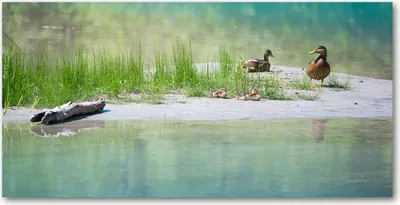 Produktbild von Tulup® Leinwandbild - 140x70 cm - Wandkunst - Drucke auf Leinwand - Leinwanddruck  - Tiere - Blau - Enten Wasser