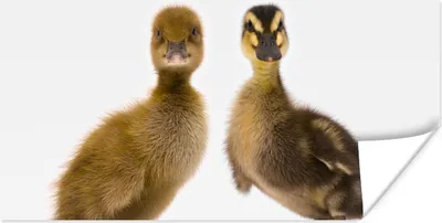 Produktbild von MuchoWow® Poster Zwei Baby-Enten schauen in die Kamera 80x40 cm - Wanddeko