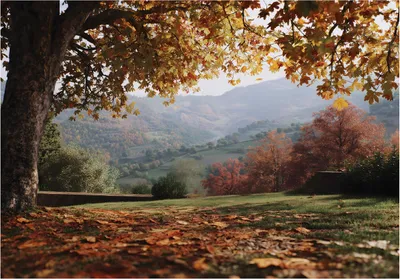 Produktbild von Fototapete Landschaft Wald Natur - 250x175 cm - Vliestapete Wohnzimmer Schlafzimmer - Vinyl Fototapete Braun - 16328VX5