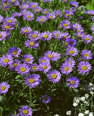 Produktbild von Aster turbinellus, Herbstaster, lavendelblau, ca. 9x9 cm Topf