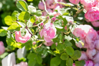 Produktbild von Rosa 'The Fairy', Bodendeckerrose, rosa, 40–60 cm