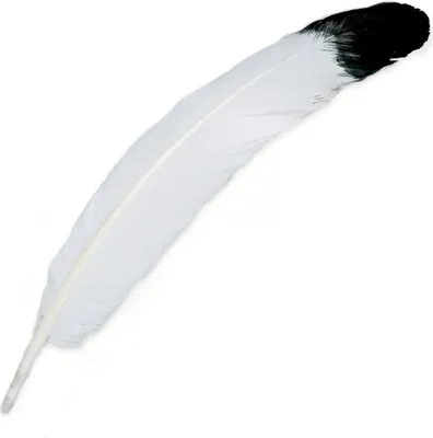 Produktbild von Indianerfeder Weiß mit schwarzer Spitze 25-30 cm echte Feder Traumfänger Boho