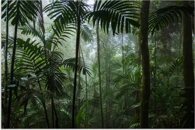 Produktbild von MuchoWow® Poster Regenwald - Tropisch - Dschungel - Bäume - Pflanzen 60x40 cm - Schlafzimmerdekoration