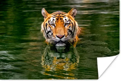 Produktbild von MuchoWow® Poster Tiger im Wasser 120x80 cm - Bilder