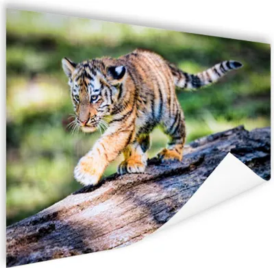 Produktbild von MuchoWow® Poster Tiger - Junge - Baum 160x120 cm - Foto Plakat