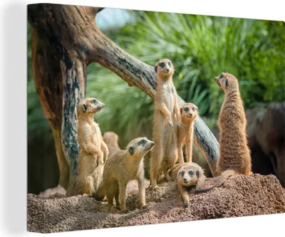 Produktbild von MuchoWow® - Leinwandbilder - Erdmännchen - Familie - Tiere, Wandbild, Wanddeko Bilder Wohnzimmer, 60x40 cm