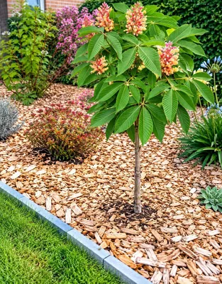 Produktbild von Zwerg - Kastanie 'Aesculus pavia Rosea Nana' Roßkastanie Hochstamm 100 - 120 cm