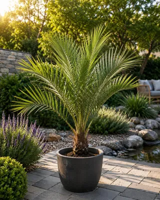 Produktbild von Jubaea chilensis Honigpalme ca. 60 cm | Chilenische Honigpalme | Exotische Winterharte Palme für Garten, Terrasse & Kübel