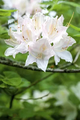 Produktbild von Rhododendron luteum 'Whitethroat', gelb, 40–50 cm