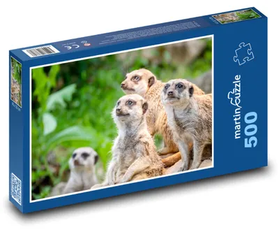 Obrázek produktu pro martinpuzzle - Puzzle 500 - Surikaty