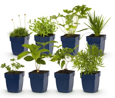 Produktbild von Green boutiQ - Stauden - Beetpaket - Weiß - Diverses - Sorten und Farben - 6 Pflanzen - Topf 11cm - Höhe 15-25cm
