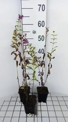 Obrázok produktu pre 6 x Phlox (p) 'The King' - Plamienok - Kvetináč 9 x 9 cm