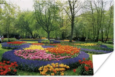 Produktbild von MuchoWow® Poster Blumenpark Keukenhof in den Niederlanden 60x40 cm - Schlafzimmerdekoration