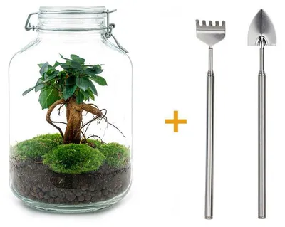 Obrázok produktu pre Dekoratívne terárium "Mason Jar" s rastlinou Ficus bonsai, výška 28 cm, vrátane malého hrable a lopatky