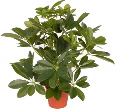 Produktbild von Kunstliche Pflanze - Schefflera - grun - 55 cm