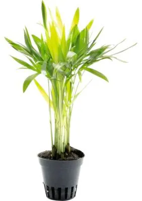 Produktbild von Terrariumpflanze DENNERLE PLANTS Bergpalme - Chamaedorea elegans