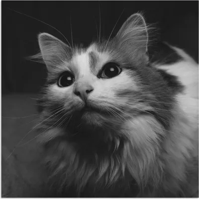 Produktbild von MuchoWow® Poster Tierprofil Katze in schwarz und weiß 100x100 cm - Babyzimmer