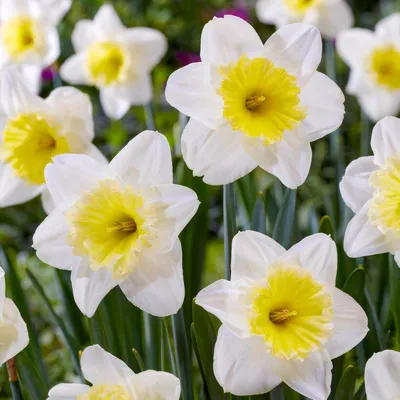 Immagine prodotto di Bulbi di narciso resistenti al freddo, perenni - Narcisi "Ice Follies" - 25 bulbi - Piante profumate provenienti dall'Olanda - adatti per giardino e vasi (non semi, non prodotti artificialmente)