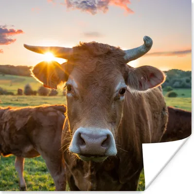 Produktbild von MuchoWow® Poster Kühe - Sonne - Wiese - Landleben 75x75 cm - Wand Dekoration