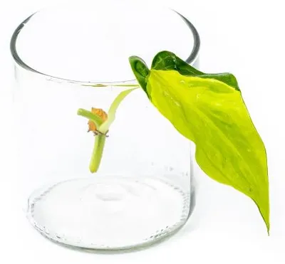 Obrázok produktu pre Gardners Philodendron scandens Brasil - odrezky na zakorenenie