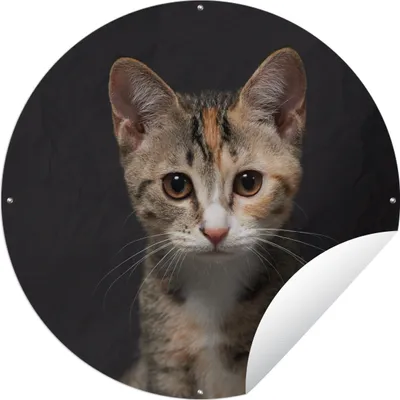Produktbild von MuchoWow® Gartenposter Outdoor-Poster Rund Katze - Schwarz - Porträt Ø 120 cm Gartendeko Rundes Poster draußen