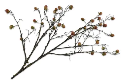 Produktbild von Silk-ka Kunstblume – Seidenblumenzweig mit Brombeermotiv, grün-rosa, 105 cm