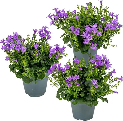 Produktbild von 3er-Set - Campanula Ambella Intense Purple - Glockenblume - Bodendecker - Gartenpflanzen - Winterhart - Tierfreundlich - 10-20 cm Hoch - Topf 10,5 cm