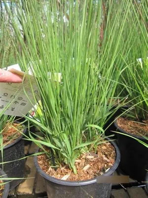 Produktbild von Pfeifengras Edith Dudszus - Molinia caerulea