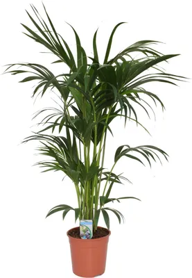 Produktbild von Kentia Palme (Howea forsteriana) 140-160 cm – Stilvolle Tropenpflanze für Innenräume