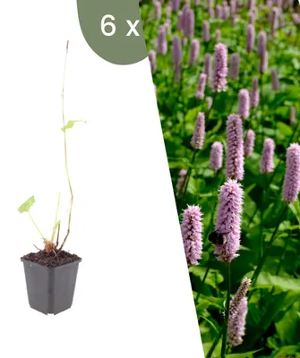 Productafbeelding van Planten van Frank | 6 exemplaren van de tapijtkruid 'Superba' | Persicaria affinis 'Superba' | Bodembedekker | Winterhard | Meerjarig | Tuinplanten