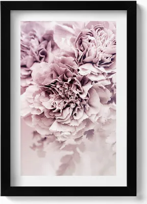 Produktbild von Blassrosa Pfingstrosenblüten– Wandbild mit Rahmen – Gerahmtes Bild  – Wanddekoration – 20x30 cm – Schwarz