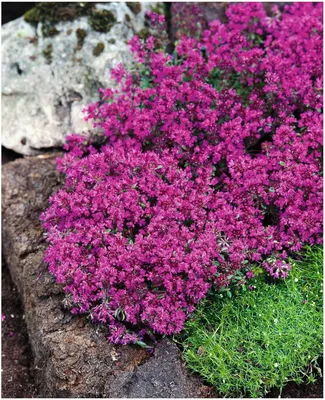 Produktbild von Stauden Gänge 25 x Thymus praecox 'Red Carpet‘ - Roter Polsterthymian - Aromatisches Bodendeckerwunder für sonnige Plätze - trittfest