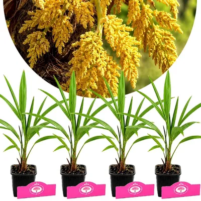 Produktbild von Set mit 4 Trachycarpus fortunei – Chinesische Fächerpalme – Höhe 15/20 cm – 9 cm Topf