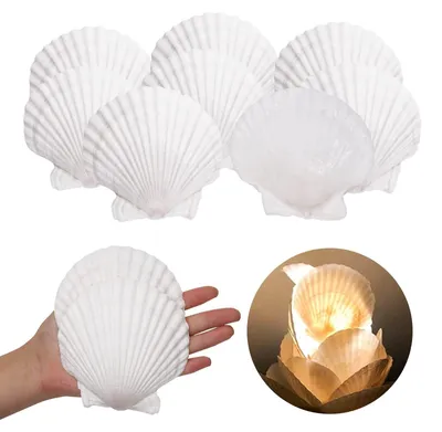 10 große Jakobsmuscheln 10-12 cm natürliche Dekoration