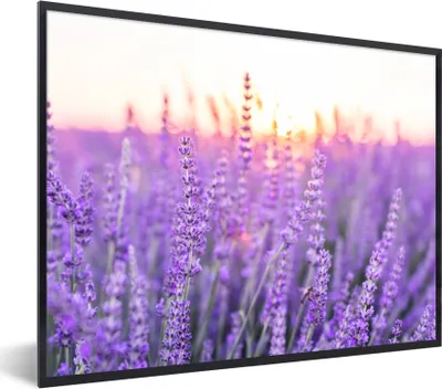 Produktbild von MuchoWow® Gerahmtes Poster Lavendel - Nahaufnahme - Lila - Blumen 80x60 cm - Poster mit Schwarzem Bilderrahmen Wandposter Rahmen Foto Bilder - Schwarzem - Mit Gestell