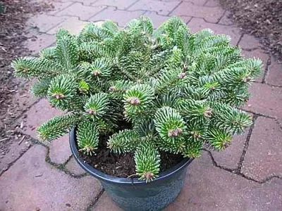 Produktbild von Zwergnordmanntanne Dobrichovice - Abies nordmanniana Dobrichovice 25-30cm