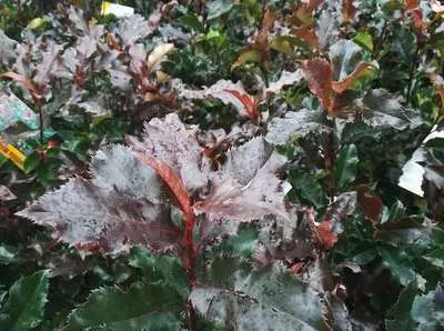 Produktbild von Photinia fras. 'Magical Volcano'® ('kolmavoca') - Glanzmispel 30- 40 cm - Container