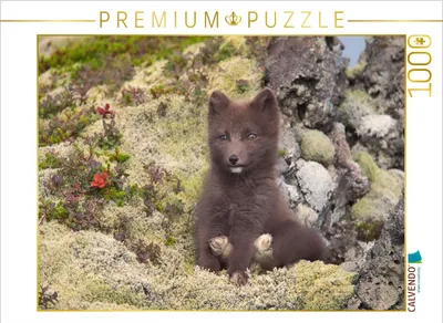 Produktbild von CALVENDO Puzzle Zeigt her eure Füße | 1000 Teile Lege-Größe 64x48cm Foto-Puzzle für glückliche Stunden